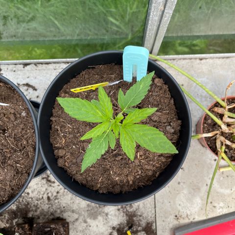Exotic Purple auto growlog photo: Eerste knip