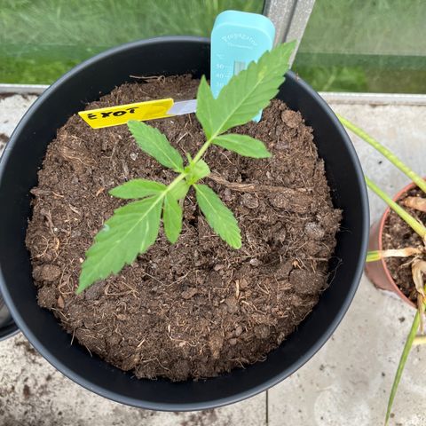 Exotic Purple auto growlog timeline photo