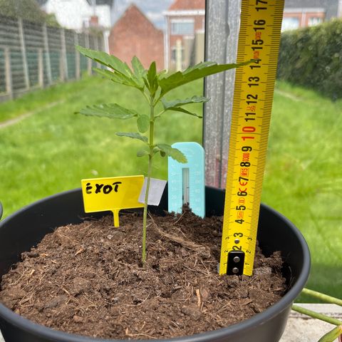 Exotic Purple auto growlog photo: Eerste knip