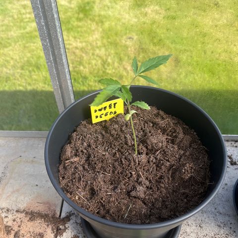 Sweet seeds 2.2 growlog timeline photo