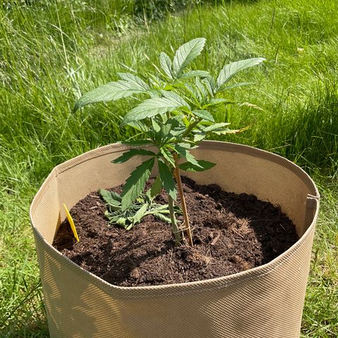 Sweet seeds 2.2 growlog timeline photo