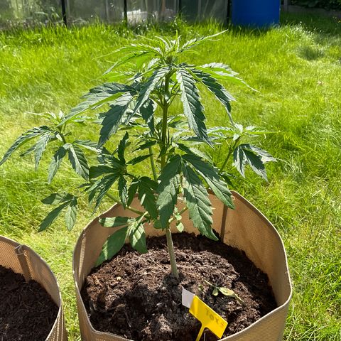 Exotic Purple auto growlog timeline photo