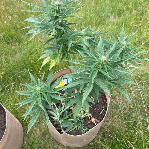 Exotic Purple auto growlog timeline photo