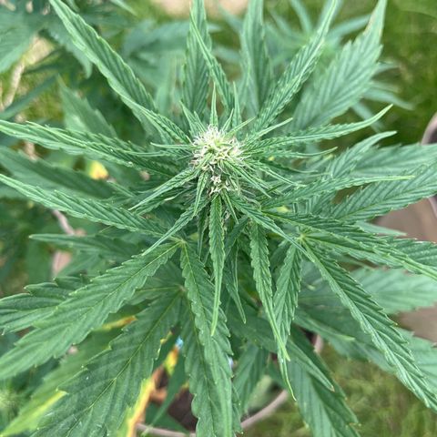 Exotic Purple auto growlog timeline photo