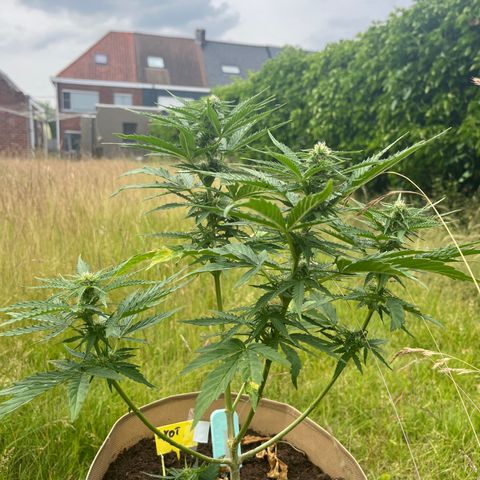 Exotic Purple auto growlog timeline photo