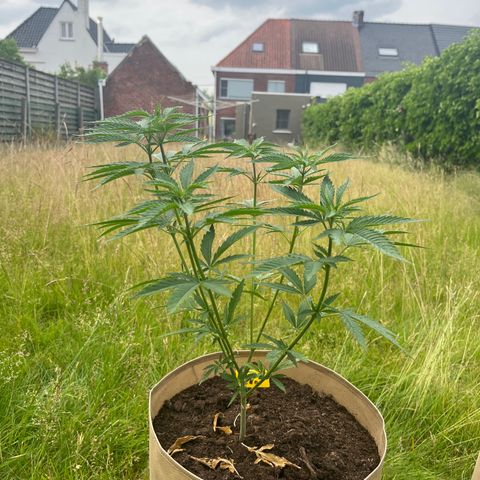 Sweet seeds 2.2 growlog timeline photo