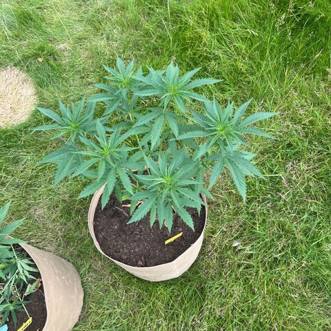 Sweet seeds 2.2 growlog timeline photo