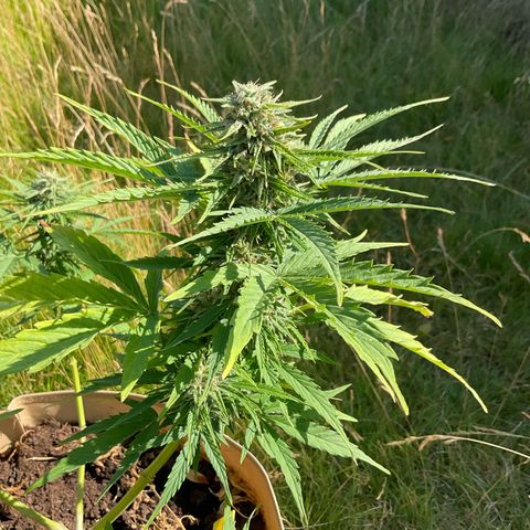 Exotic Purple auto growlog timeline photo