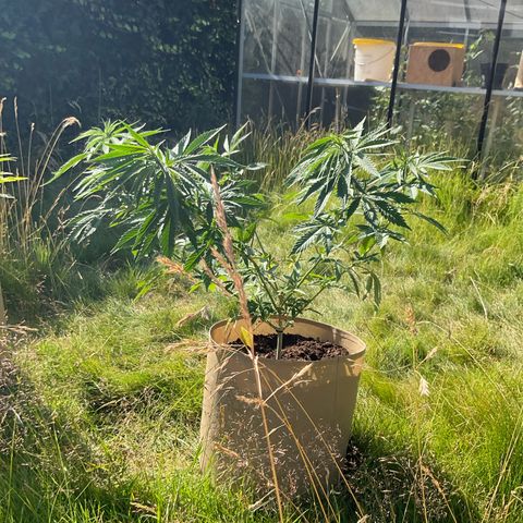 Sweet seeds 2.2 growlog timeline photo