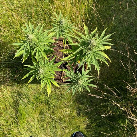 Exotic Purple auto growlog timeline photo