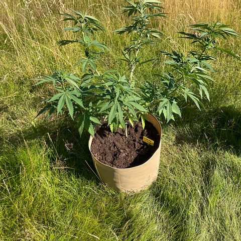 Sweet seeds 2.2 growlog timeline photo