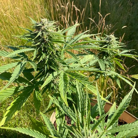 Exotic Purple auto growlog timeline photo