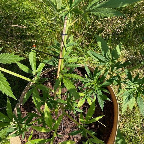 Sweet seeds 2.2 growlog timeline photo