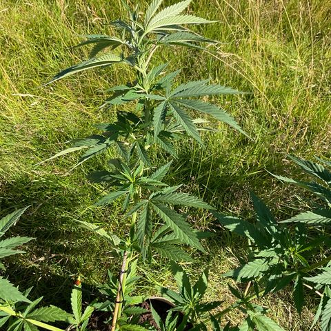 Sweet seeds 2.2 growlog timeline photo