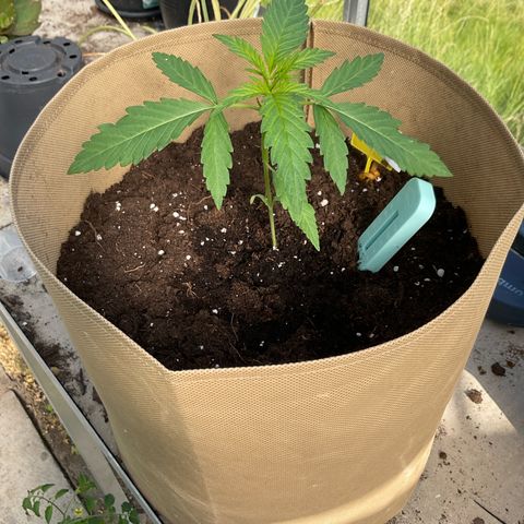 Dynamighty auto 1.2 growlog timeline photo