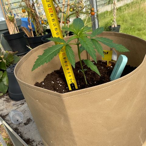 Dynamighty auto 1.2 growlog timeline photo
