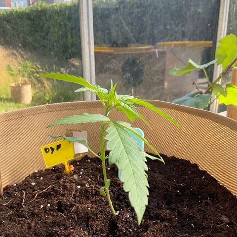 Dynamighty auto 1.2 growlog timeline photo