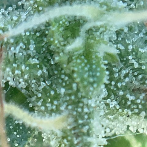 Exotic Purple auto growlog timeline photo