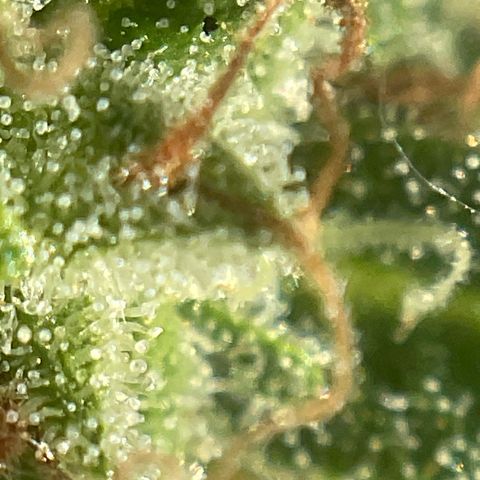 Exotic Purple auto growlog timeline photo