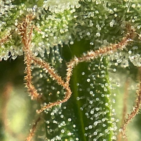 Exotic Purple auto growlog timeline photo