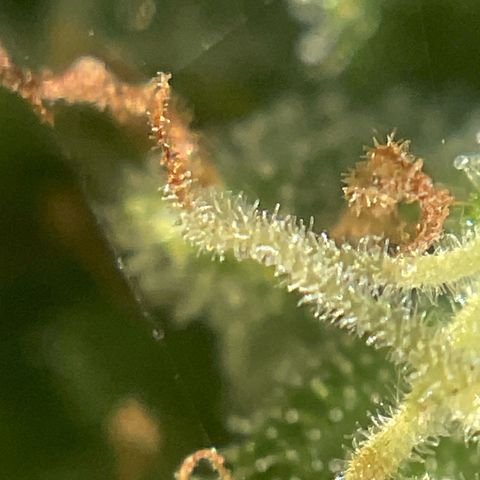 Exotic Purple auto growlog timeline photo