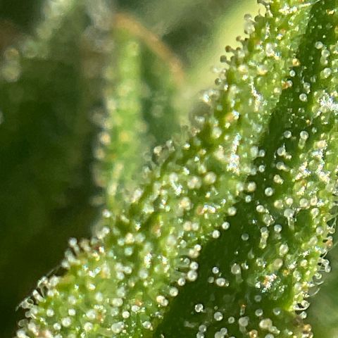 Exotic Purple auto growlog timeline photo