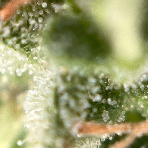 Exotic Purple auto growlog timeline photo