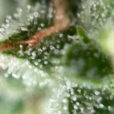 Exotic Purple auto growlog timeline photo