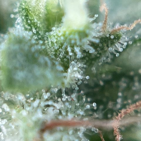 Exotic Purple auto growlog timeline photo