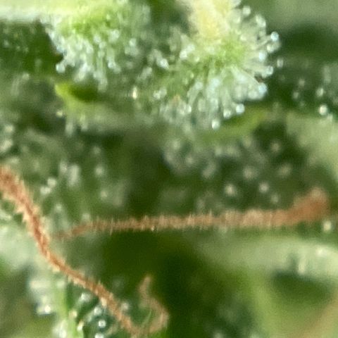 Exotic Purple auto growlog timeline photo