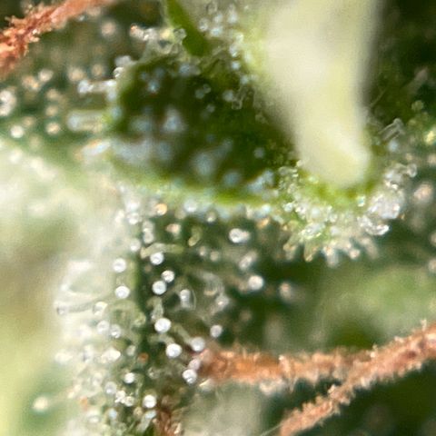Exotic Purple auto growlog timeline photo