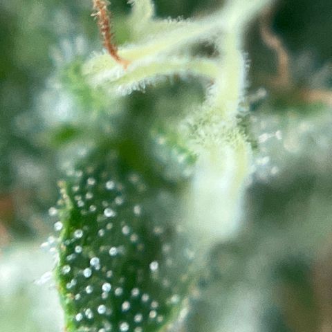 Exotic Purple auto growlog timeline photo