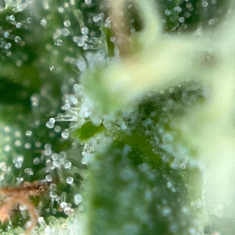Exotic Purple auto growlog timeline photo