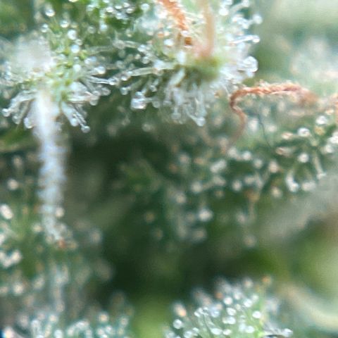 Exotic Purple auto growlog timeline photo
