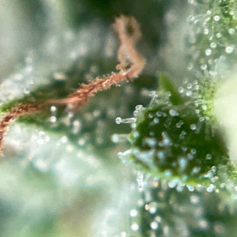 Exotic Purple auto growlog timeline photo