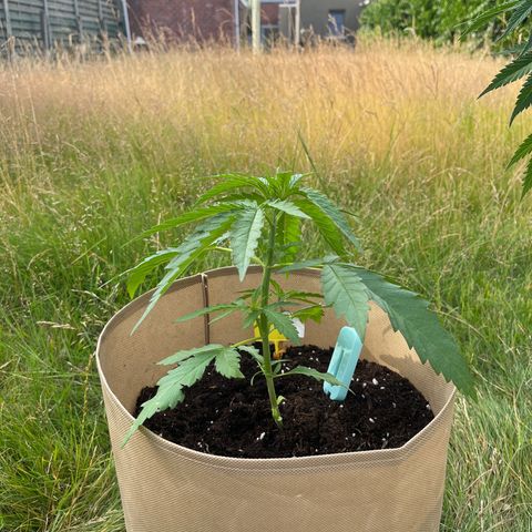 Dynamighty auto 1.2 growlog timeline photo