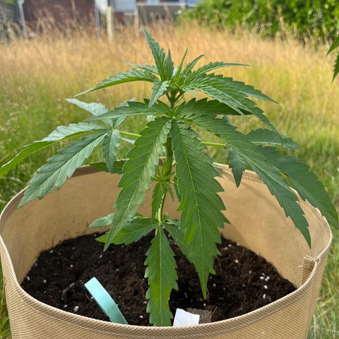 Dynamighty auto 1.2 growlog timeline photo