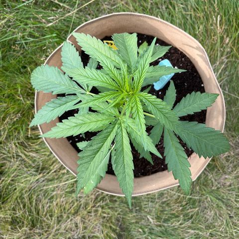 Dynamighty auto 1.2 growlog timeline photo