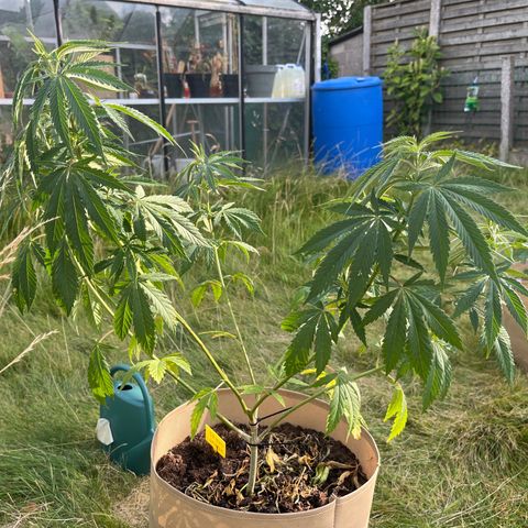 Sweet seeds 2.2 growlog timeline photo