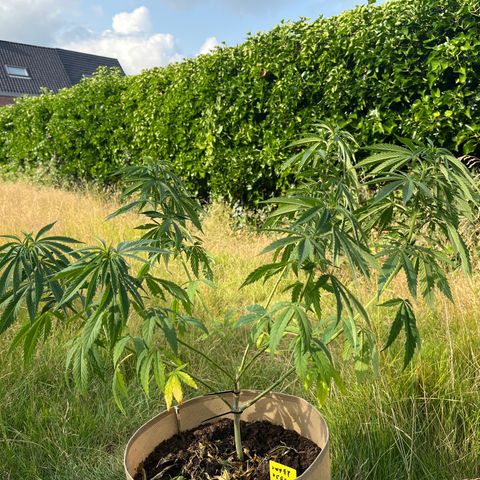 Sweet seeds 2.2 growlog timeline photo