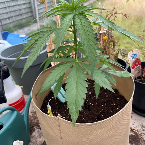 Dynamighty auto 1.2 growlog timeline photo