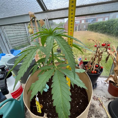 Dynamighty auto 1.2 growlog timeline photo