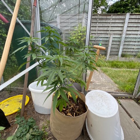 Sweet seeds 2.2 growlog timeline photo