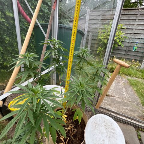 Sweet seeds 2.2 growlog timeline photo