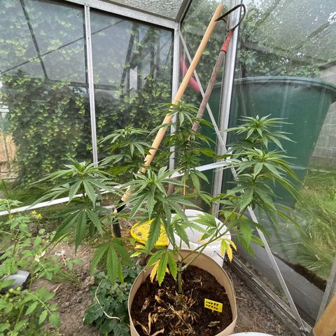 Sweet seeds 2.2 growlog timeline photo