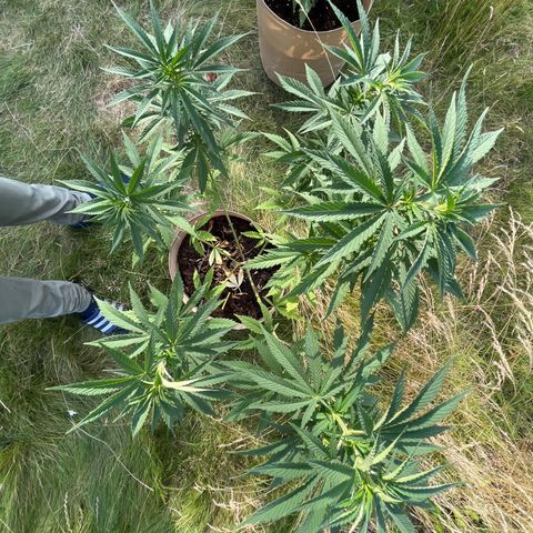 Sweet seeds 2.2 growlog timeline photo