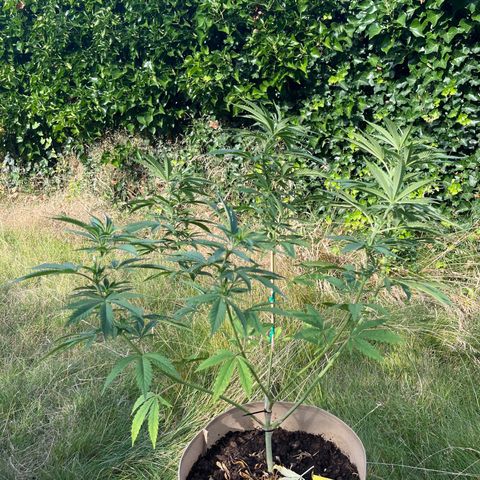 Sweet seeds 2.2 growlog timeline photo