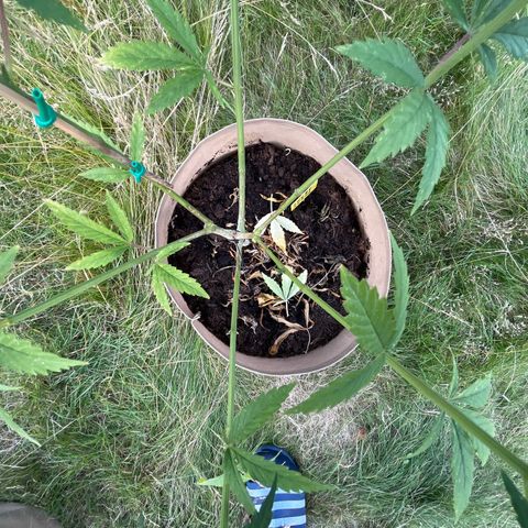 Sweet seeds 2.2 growlog timeline photo