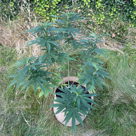 Sweet seeds 2.2 growlog timeline photo