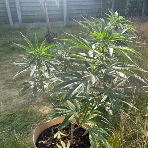 Sweet seeds 2.2 growlog timeline photo